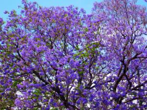 Jacaranda