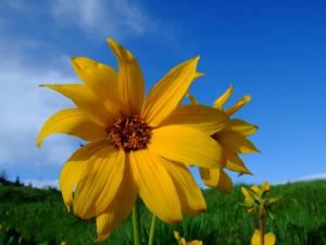 Balsamroot