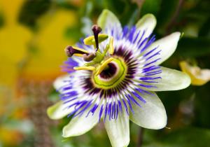 Blue passion flower