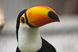 Toucan