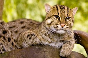 Fishing cat