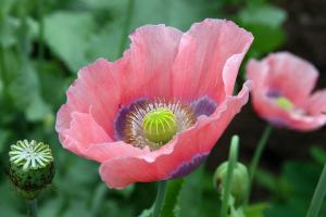 Poppy