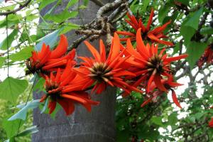 Coral tree flower