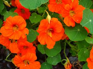 Nasturtium