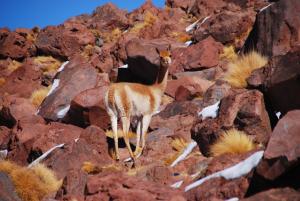 Vicuña