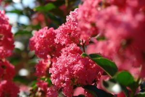 Crape myrtle