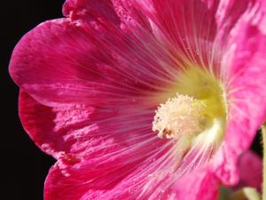 Hollyhock