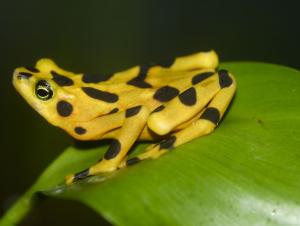 Rana dorada de Panamá