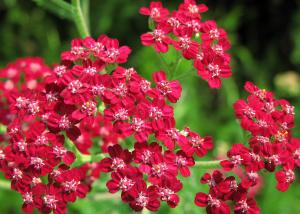 Achillea millefolium