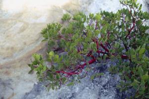 Manzanita