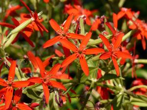 Silene regia