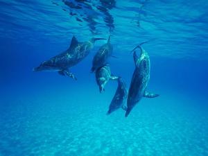 Delfines