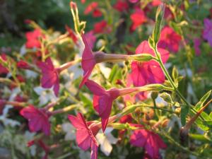 Nicotiana