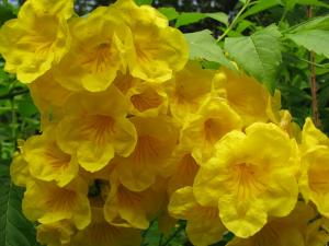 Yellow trumpetbush