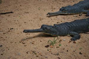 Gharial