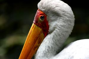 Stork