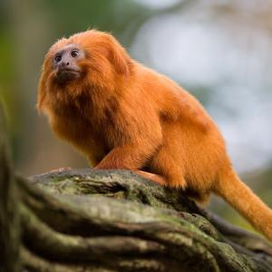 Golden lion tamarin