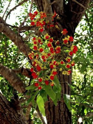 Cassia brewsteri