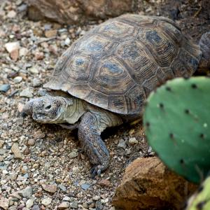 Desert tortoise