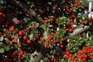 Cotoneaster horizontalis