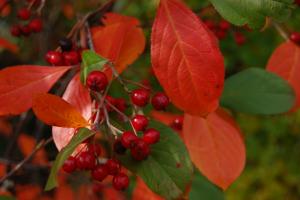 Chokecherry