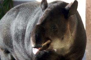 Tapir