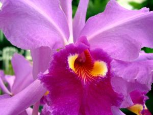 Cattleya