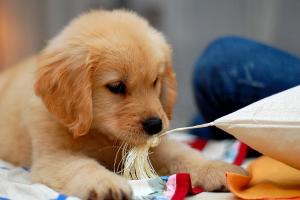 Golden retriever puppy