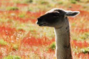 Guanaco