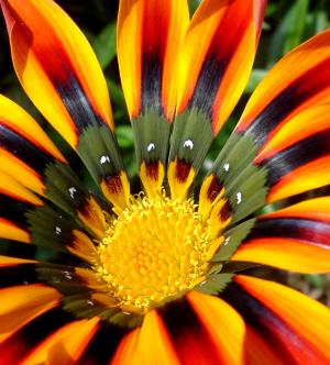 Clumping gazania