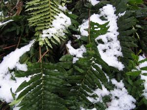 Blechnum chilense