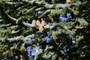 Atlas cedar