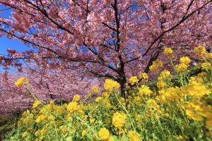 Sakura and wild turnip