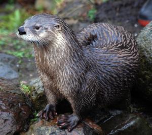 Otter