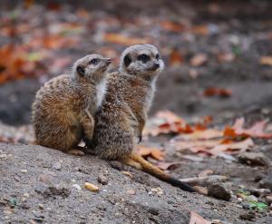 Meerkats