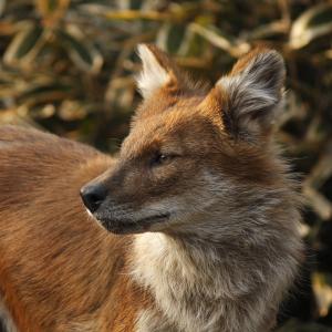 Dhole