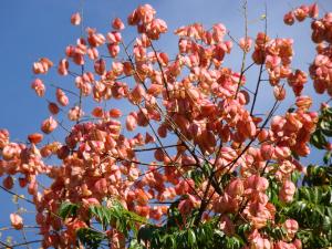 Taiwanese Rain Tree