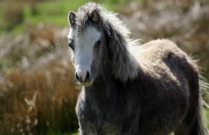 Equus ferus