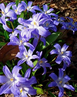 Chionodoxa