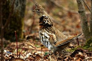 Ruffed grouse