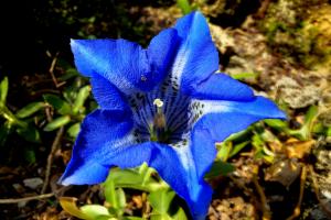 Stemless gentian