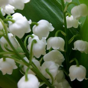 Lily of the valley