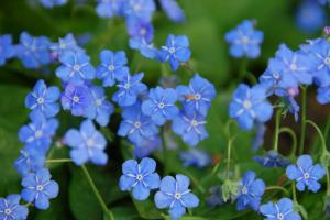 Omphalodes cappadocica