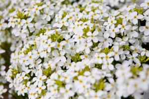 Mountain rock cress