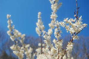 White Forsythia