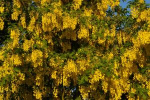 Laburnum