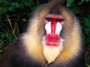 Mandrill