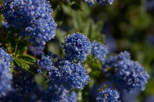 Ceanothus