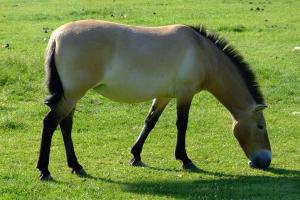 Caballo de Przewalski