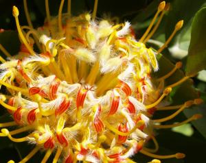 Red pincushion protea